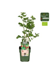 Ribes uva-crispa Captivator Bio P13