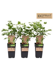 Ribes uva-crispa Captivator P15