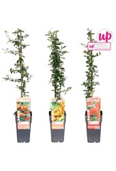 Pyracantha Mix-Schale P15