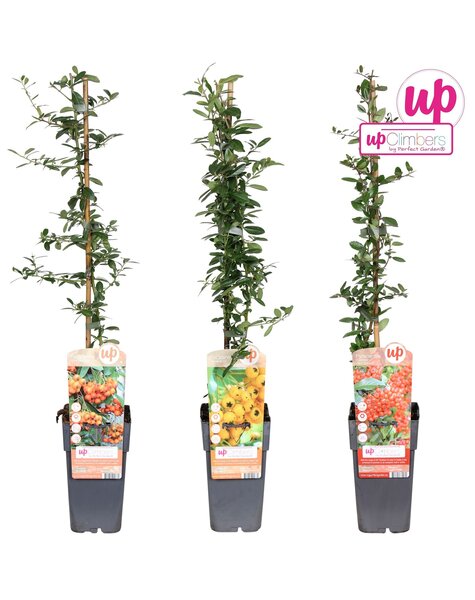 Pyracantha Mix-Schale P15