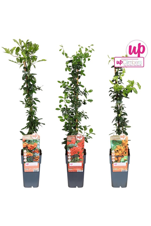 Pyracantha Mix-Schale P15