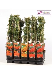 Pyracantha Mix-Schale P15