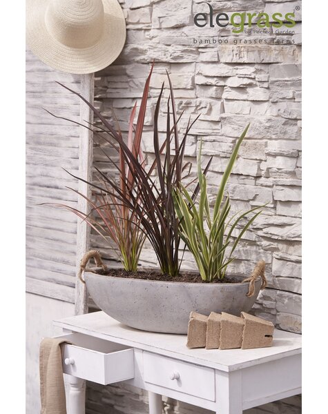 Phormium mix tray P14