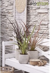 Phormium Mix-Schale P14