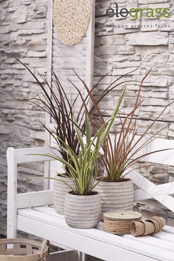 Phormium mix tray P14