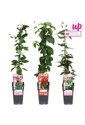 Lonicera mix tray P15