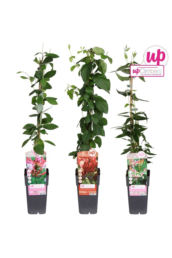 Lonicera Mix-Schale P15