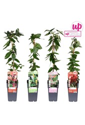 Lonicera mix tray P15