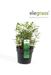 Pleioblastus pygmaeus Distichus P14