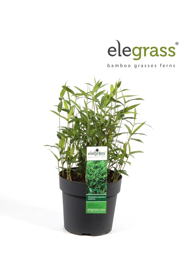 Pleioblastus pygmaeus Distichus P14