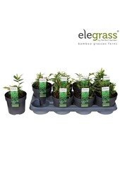 Pleioblastus pygmaeus Distichus P14