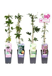 Passiflora mix tray P15