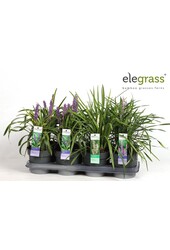 Liriope mix tray P14