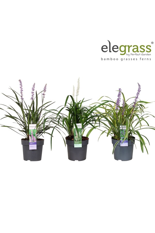 Liriope mix tray P14