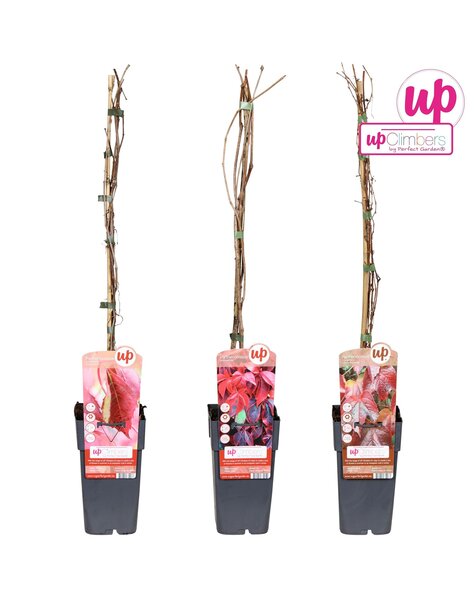 Parthenocissus mix tray P15