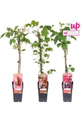 Parthenocissus Mix-Schale P15