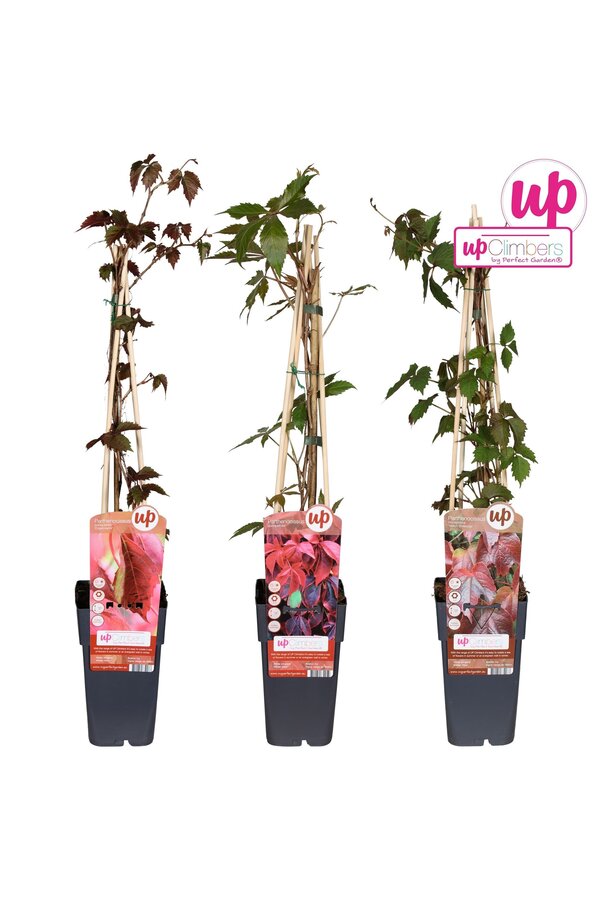 Parthenocissus mix tray P15