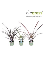 Phormium mix laag P14