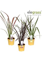 Phormium mix laag P14