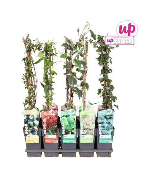 Klimplanten mix tray standaard P15