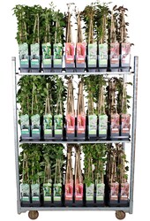 Kletterpflanzen Mix Tray Standard P15