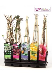 Klimplanten mix tray standaard P15