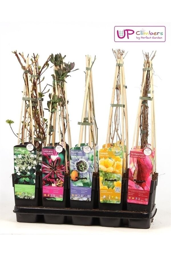 Klimplanten mix tray standaard P15