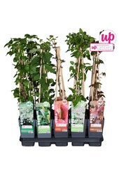 Klimplanten mix tray standaard P15