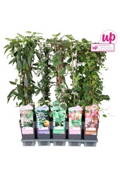 Klimplanten mix tray standaard P15