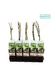 Passiflora Edulis P15