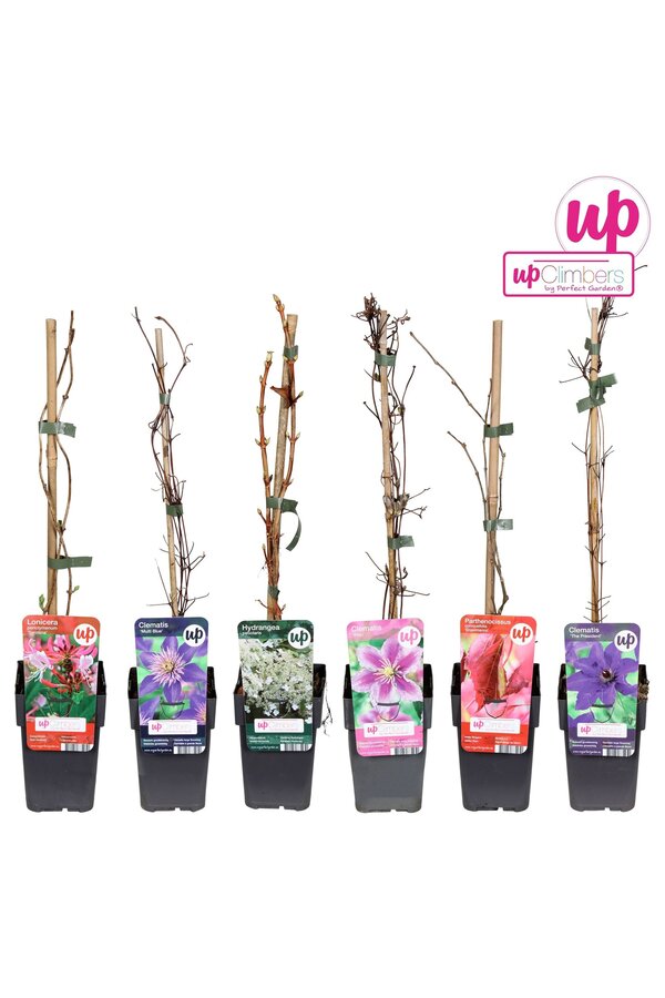 Klimplanten Clematis mix tray value P12