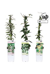 Trachelospermum Our Choice Mix-Schale P15