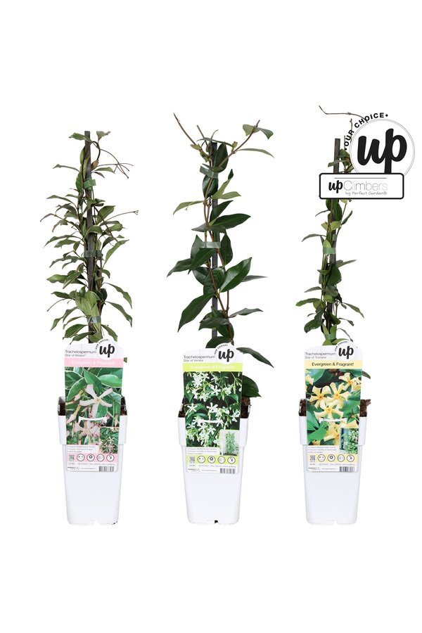 Trachelospermum Our Choice mix tray P15