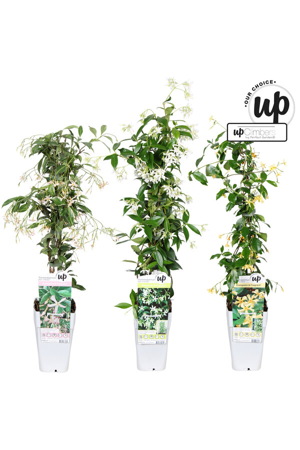 Trachelospermum Our Choice mix tray P15