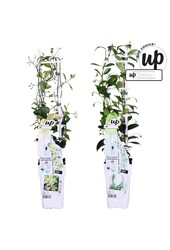 Trachelospermum Our Choice mix tray P15