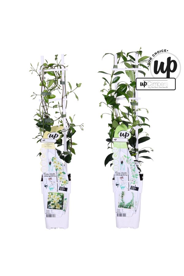 Trachelospermum Our Choice Mix-Schale P15