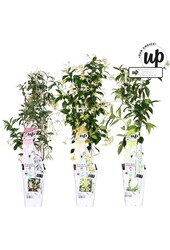 Trachelospermum Our Choice mix tray P15