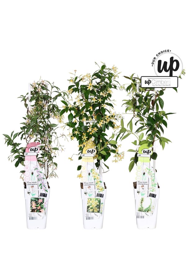 Trachelospermum Our Choice mix tray P15