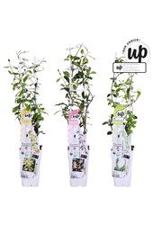 Trachelospermum Our Choice Mix-Schale P15