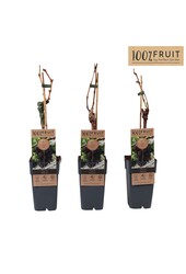 Vitis Vanessa (pitloos) P15