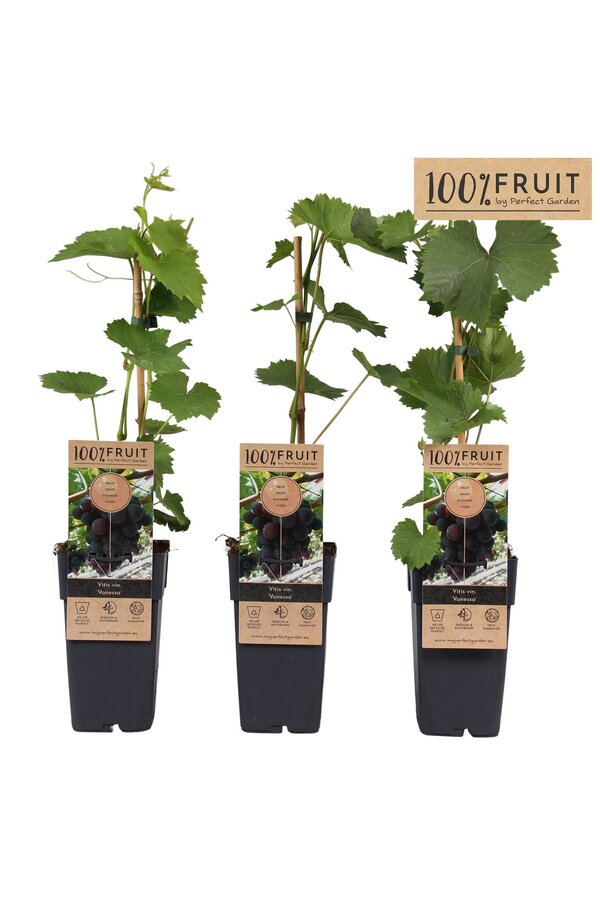 Vitis Vanessa (kernlos) P15