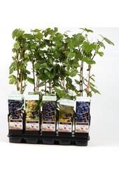 Vitis Mix-Tray winterhart P15