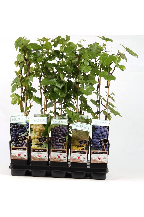 Vitis Mix-Tray winterhart P15