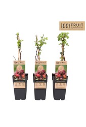 Rubus phoenicolasius P15