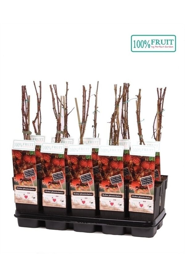 Rubus phoenicolasius P15