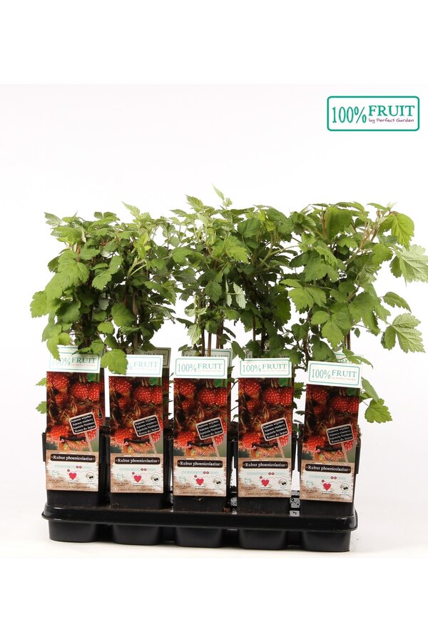 Rubus phoenicolasius P15