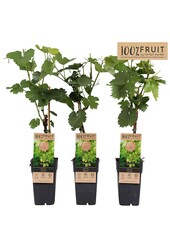 Vitis Himrod (pitloos) P15