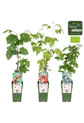 Rubus mix laag bio P15