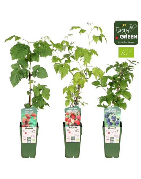 Rubus-Mix niedrig bio P15