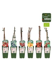 Rubus mix laag bio P15